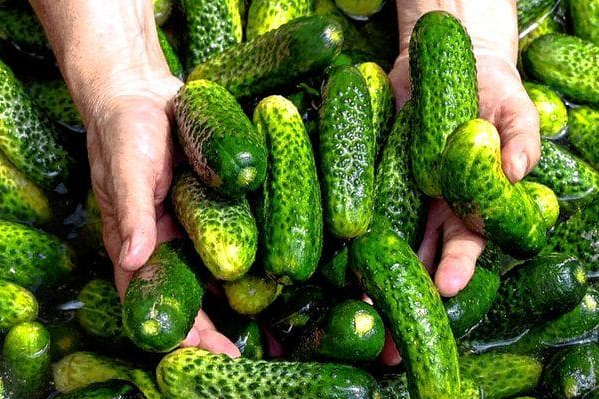 Свіжі огірки