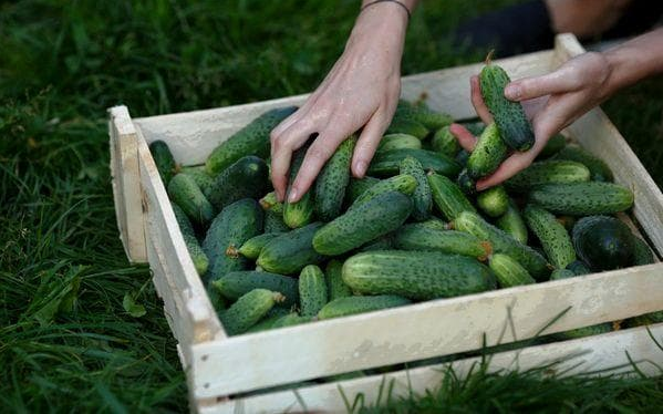 Попереднє сортування огірків