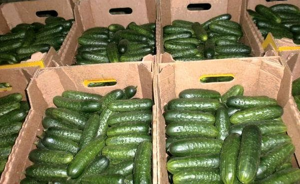 Ящики з огірками