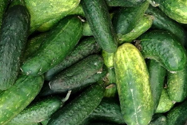 Зберігання свіжих огірків