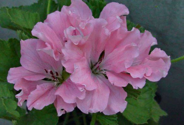 Пеларгонія Pink Mikado